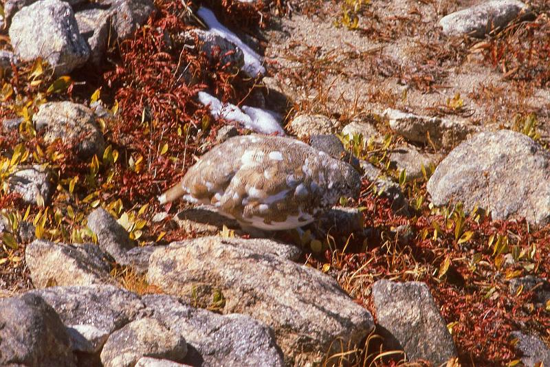 1980-09 Rocky Mtn NP 012 Ptarmigan.jpg